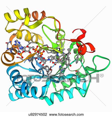 Drawing - Hydroxysteroid dehydrogenase molecule. Fotosearch