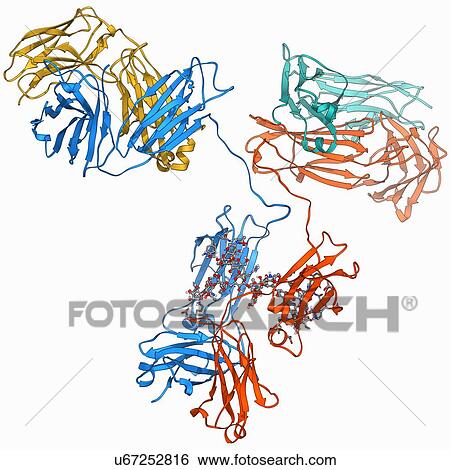 Stock Illustration - Immunoglobulin G antibody molecule. Fotosearch