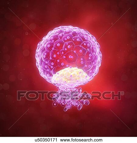 Implanted blastocyst, artwork View Large Illustration Clip Art - Implanted blastocyst, artwork. Fotosearch