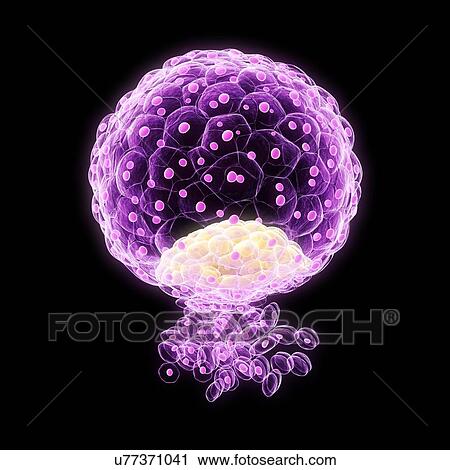 Clip Art - Implanted blastocyst, artwork. Fotosearch
