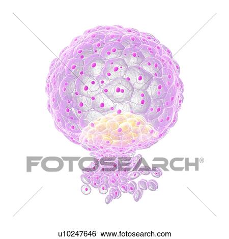 Implanted blastocyst, artwork View Large Illustration Stock Illustration - Implanted blastocyst, artwork. Fotosearch