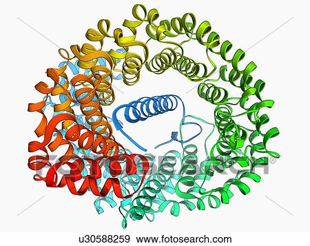 Importin heterodimer protein View Large Illustration Stock Illustration - Importin heterodimer protein. Fotosearch