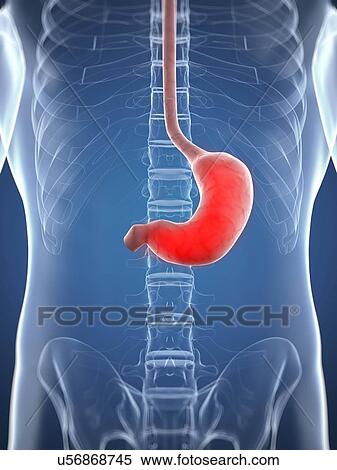 Stock Illustration - Inflamed stomach, conceptual artwork. Fotosearch