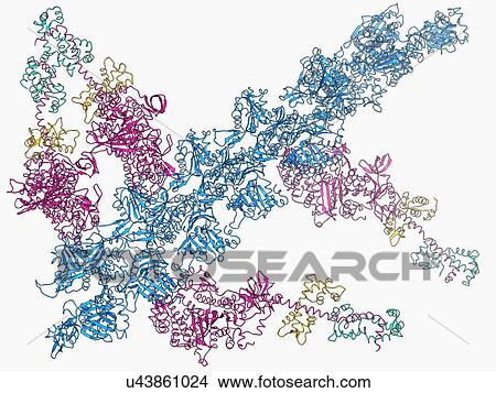Insect flight muscle, molecular model View Large Illustration Stock Illustration - Insect flight muscle, molecular model. Fotosearch