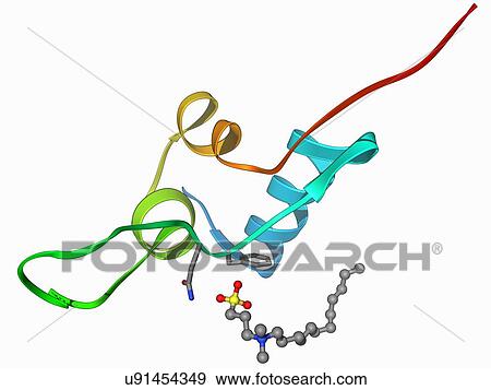 Stock Illustration - Insulin-like growth 1 factor molecule. Fotosearch