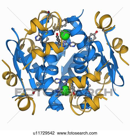 Drawing - Insulin molecule. Fotosearch