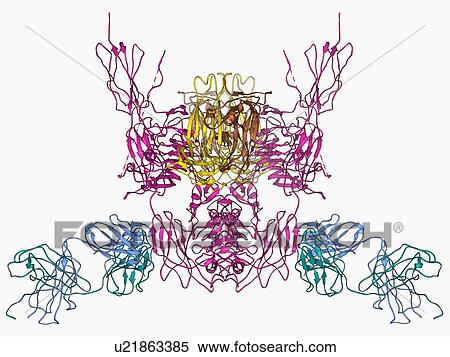 Insulin receptor molecule View Large Illustration Stock Illustration - Insulin receptor molecule. Fotosearch
