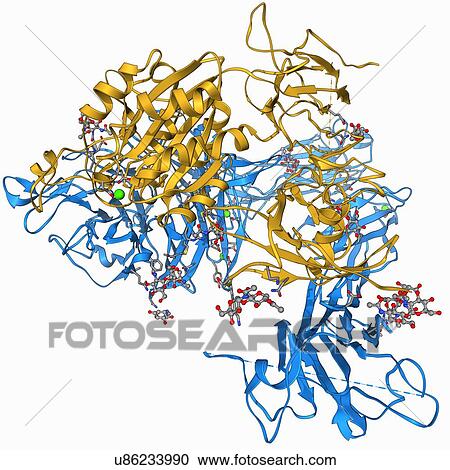 Integrin, molecular model View Large Illustration Clipart - Integrin, molecular model. Fotosearch