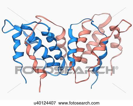 Interferon gamma molecule View Large Illustration Stock Illustration - Interferon gamma molecule. Fotosearch