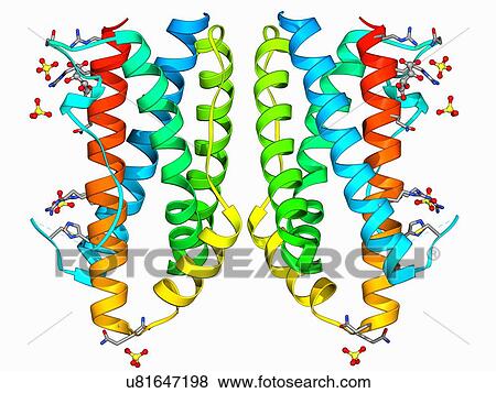 Interleukin-6, molecular model View Large Illustration Stock Illustration - Interleukin-6, molecular model. Fotosearch