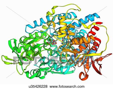 Iron-regulatory protein, molecular model View Large Illustration Stock Illustration - Iron-regulatory protein, molecular model. Fotosearch
