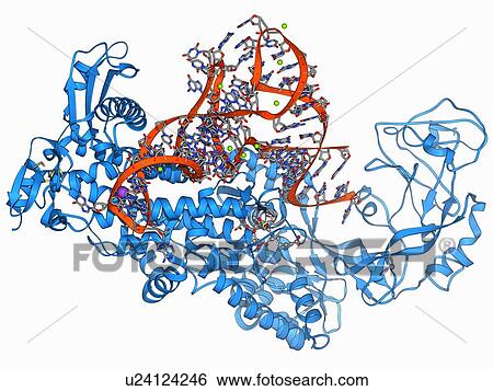 Isoleucyl-tRNA synthetase molecule View Large Illustration Stock Illustration - Isoleucyl-tRNA synthetase molecule. Fotosearch