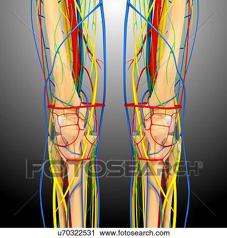 Clip Art - Knee anatomy, artwork. Fotosearch