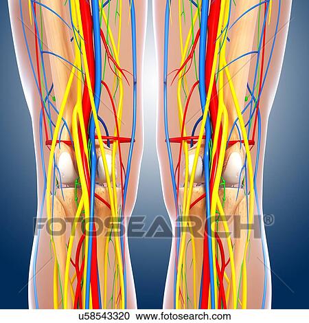 Clipart - Knee anatomy, artwork. Fotosearch