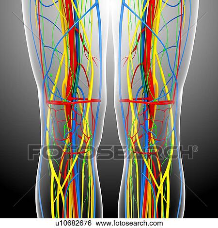 Stock Illustration - Knee anatomy, artwork. Fotosearch