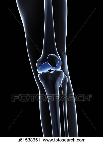 Clip Art - Knee bones, artwork. Fotosearch