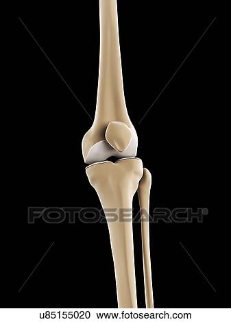 Knee bones, artwork View Large Illustration Clipart - Knee bones, artwork. Fotosearch