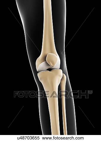 Knee bones, artwork View Large Illustration Stock Illustration - Knee bones, artwork. Fotosearch