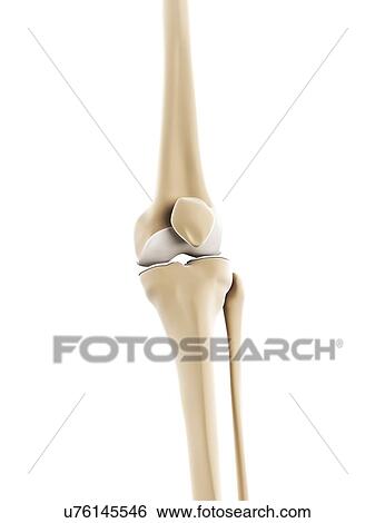 Stock Illustration - Knee bones, artwork. Fotosearch