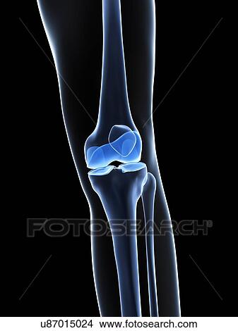 Knee bones, artwork View Large Illustration Stock Illustration - Knee bones, artwork. Fotosearch