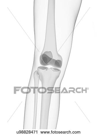 Clip Art - Knee joint, artwork. Fotosearch