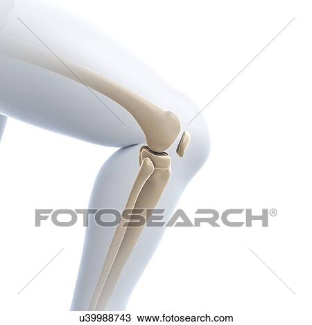 Knee joint, artwork View Large Illustration Drawing - Knee joint, artwork. Fotosearch