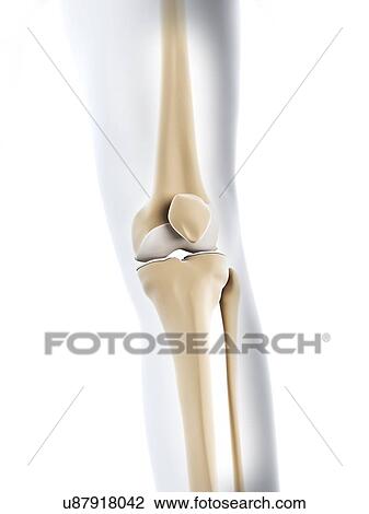Drawing - Knee joint, artwork. Fotosearch