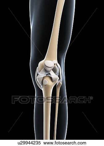 Knee joint, artwork View Large Illustration Stock Illustration - Knee joint, artwork. Fotosearch