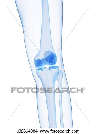 Stock Illustration - Knee joint, artwork. Fotosearch