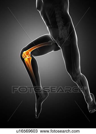 Knee pain, conceptual artwork View Large Illustration Drawing - Knee pain, conceptual artwork. Fotosearch