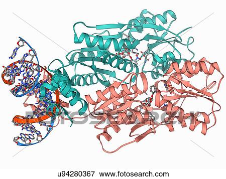 Stock Illustration - LAC repressor bound to DNA. Fotosearch