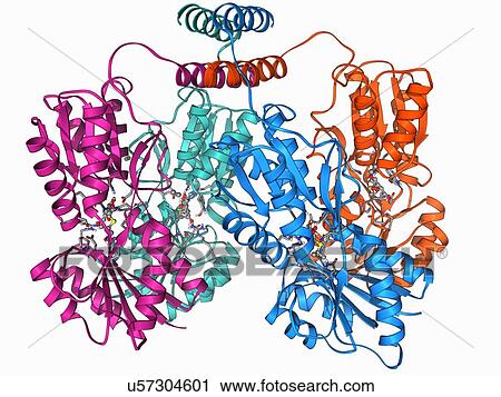 LAC repressor molecule View Large Illustration Clip Art - LAC repressor molecule. Fotosearch