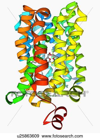 Lactose transporter protein molecule View Large Illustration Stock Illustration - Lactose transporter protein molecule. Fotosearch