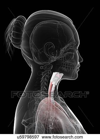Larynx, artwork View Large Illustration Stock Illustration - Larynx, artwork. Fotosearch