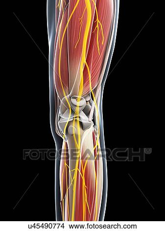 Stock Illustration - Leg anatomy, artwork. Fotosearch