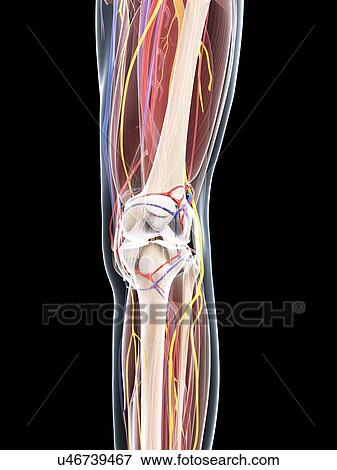 Leg anatomy, artwork View Large Illustration Stock Illustration - Leg anatomy, artwork. Fotosearch