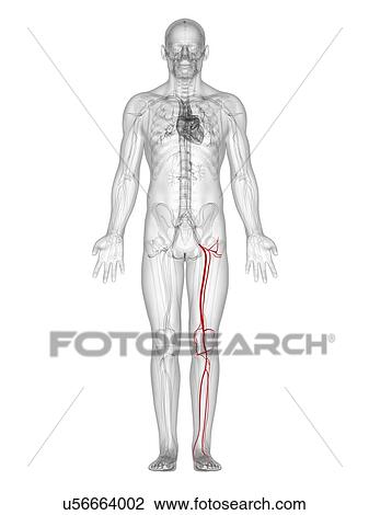 Leg arteries, artwork View Large Illustration Drawing - Leg arteries, artwork. Fotosearch