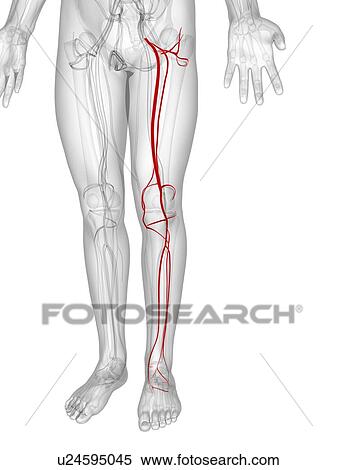 Leg arteries, artwork View Large Illustration Stock Illustration - Leg arteries, artwork. Fotosearch