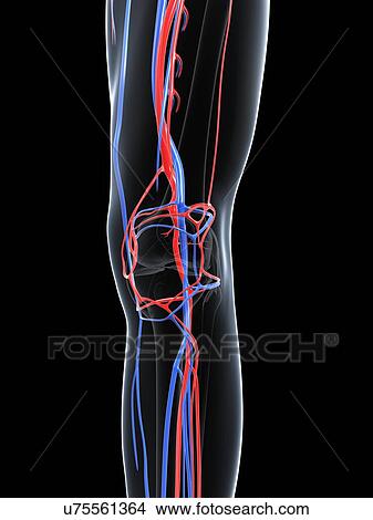Leg blood vessels, artwork View Large Illustration Stock Illustration - Leg blood vessels, artwork. Fotosearch