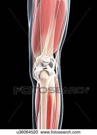 Clipart - Leg musculature, artwork. Fotosearch