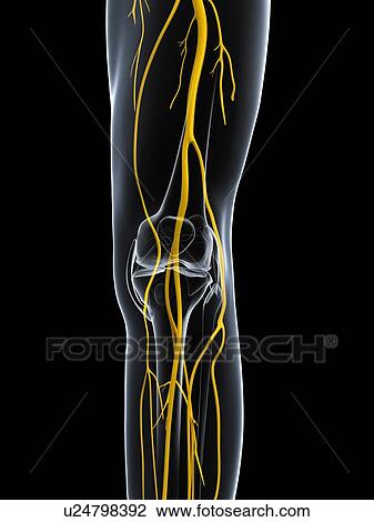 Leg nerves, artwork View Large Illustration Drawing - Leg nerves, artwork. Fotosearch