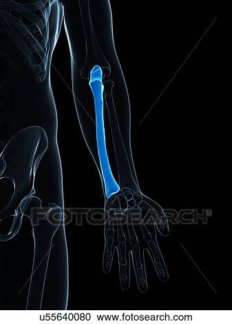 Lower arm bone, artwork View Large Illustration Clipart - Lower arm bone, artwork. Fotosearch