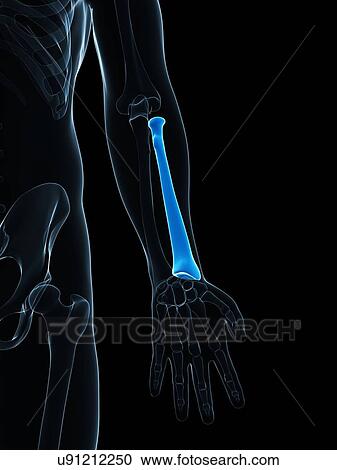 Lower arm bone, artwork View Large Illustration Clipart - Lower arm bone, artwork. Fotosearch