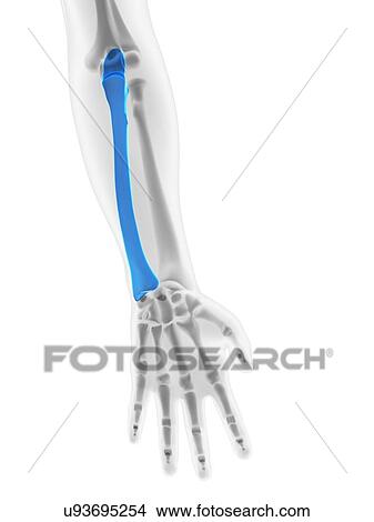 Lower arm bone, artwork View Large Illustration Stock Illustration - Lower arm bone, artwork. Fotosearch