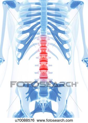 Lower back pain, conceptual artwork View Large Illustration Stock Illustration - Lower back pain, conceptual artwork. Fotosearch