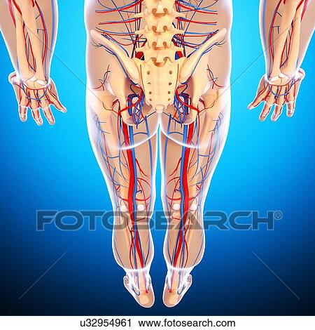 Clip Art - Lower body anatomy, artwork. Fotosearch