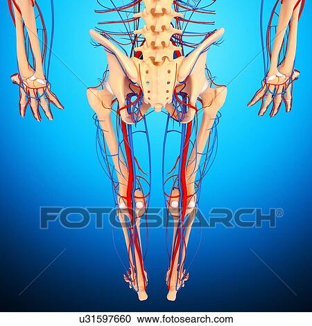 Clipart - Lower body anatomy, artwork. Fotosearch