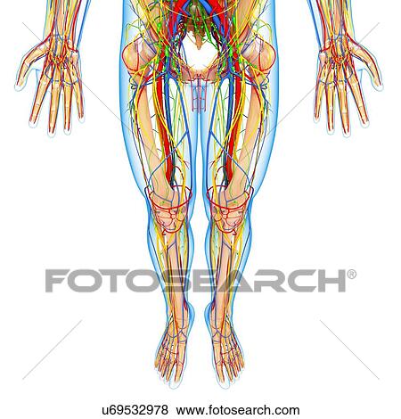 Lower body anatomy, artwork View Large Illustration Stock Illustration - Lower body anatomy, artwork. Fotosearch