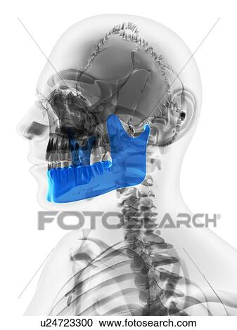Clipart - Lower jaw bone, artwork. Fotosearch