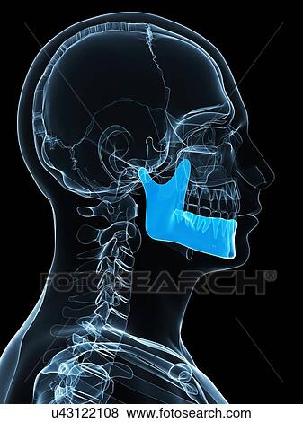 Stock Illustration - Lower jaw bone, artwork. Fotosearch